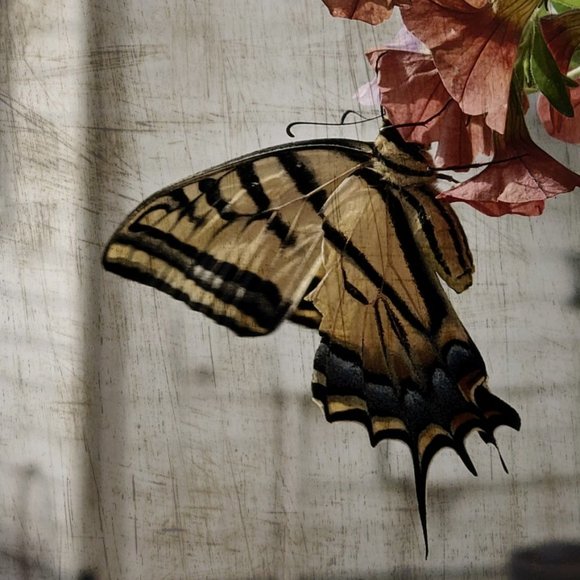 Meet your Posher, Kristen - Picture 1 of 1